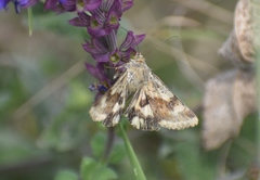 Heliothis viriplaca