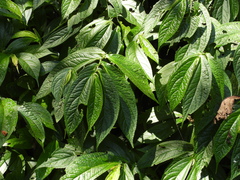 Elatostema platyphyllum