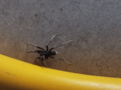 Corinnidae