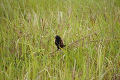 Centropus bengalensis