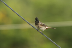 Pycnonotus cafer