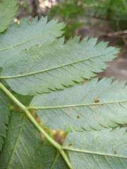 Sorbus sibirica