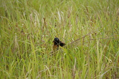 Centropus bengalensis