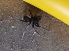 Corinnidae