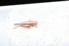 Aphonoides