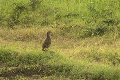 Ortygornis pondicerianus