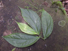 Elatostema platyphyllum