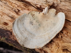 Trametes cubensis