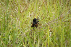 Centropus bengalensis