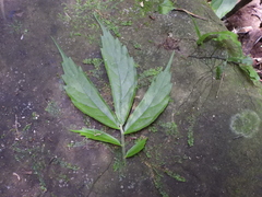 Elatostema lineolatum