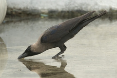 Corvus splendens
