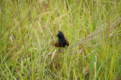 Centropus bengalensis