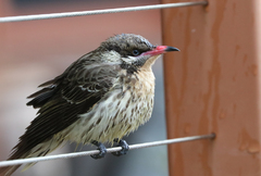Acanthagenys rufogularis