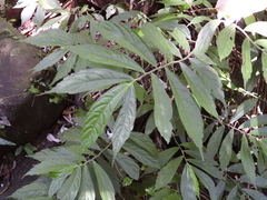 Elatostema lineolatum