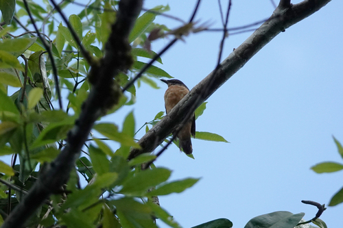Geelvink Cicadabird (Edolisoma meyerii), photo 3