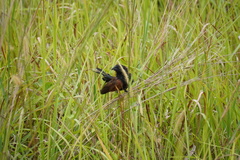 Centropus bengalensis