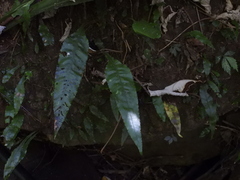 Leptochilus wrightii