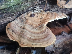 Trametes cubensis