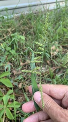 Echinochloa crus-galli
