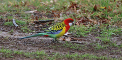Platycercus eximius