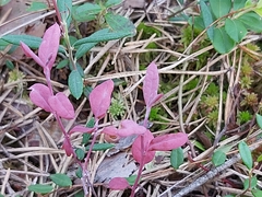 Exobasidium karstenii