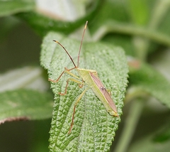 Homoeocerus bipunctatus