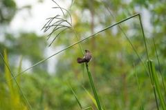 Lonchura leucogastroides