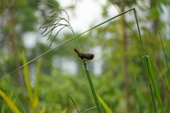 Lonchura leucogastroides