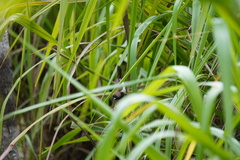 Lonchura leucogastroides