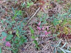 Exobasidium karstenii