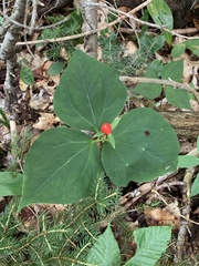 Trillium undulatum