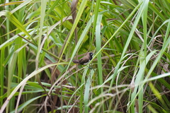 Lonchura leucogastroides