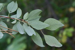 Salix