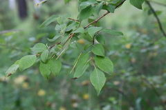Salix