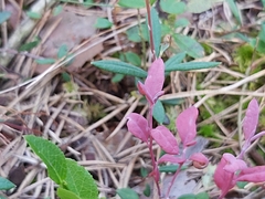 Exobasidium karstenii