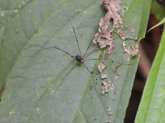 Sclerosomatidae