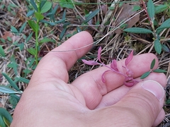 Exobasidium karstenii