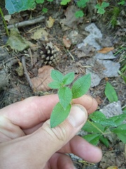 Cerastium pauciflorum