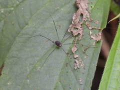Sclerosomatidae