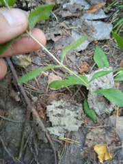 Cerastium pauciflorum