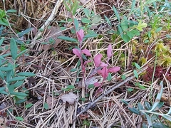 Exobasidium karstenii