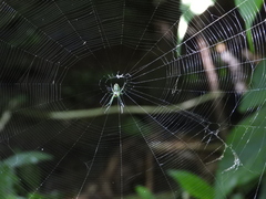 Leucauge celebesiana