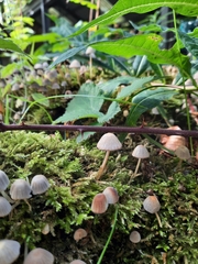 Mycena