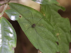 Sclerosomatidae