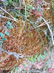 Sphagnum