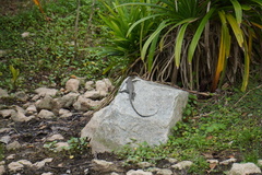 Varanus salvator macromaculatus