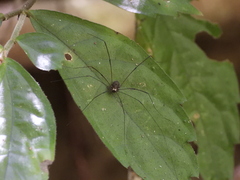 Sclerosomatidae