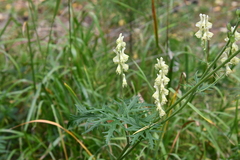 Aconitum barbatum