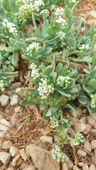 Heliotropium