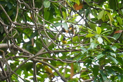 Anthreptes malacensis